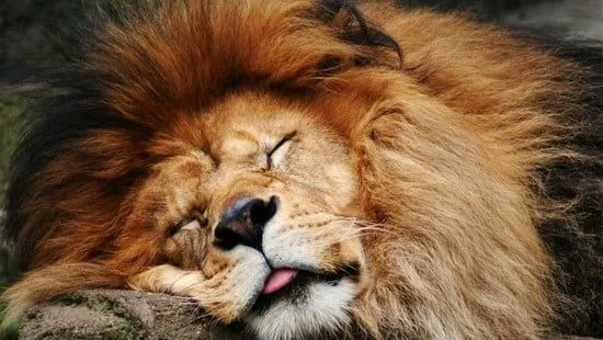 Imagenes espectaculares animales salvajes - Imagui