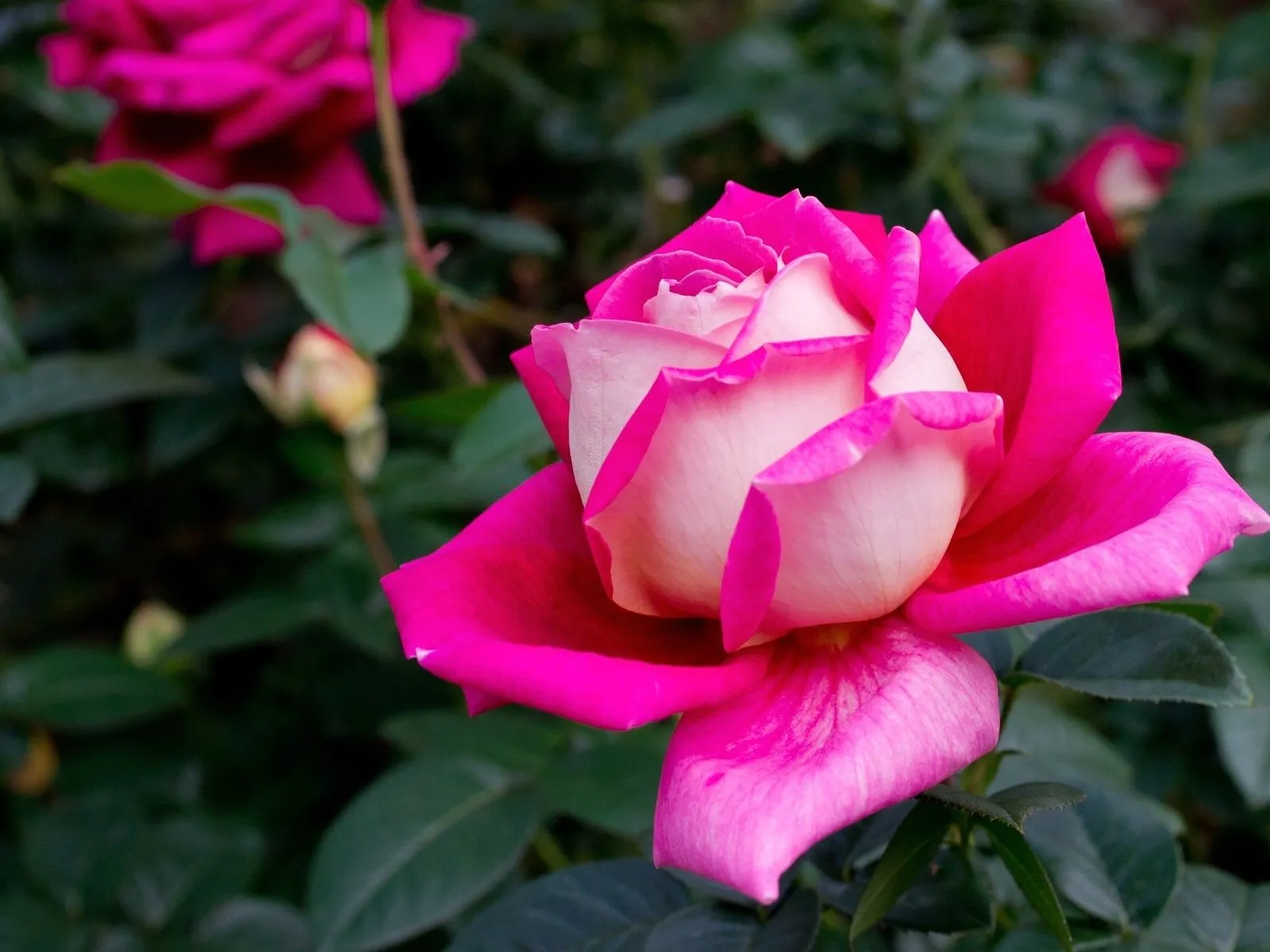 Fotos de hermosa flor ~ Mejores Fotos del Mundo | Fotografías de ...