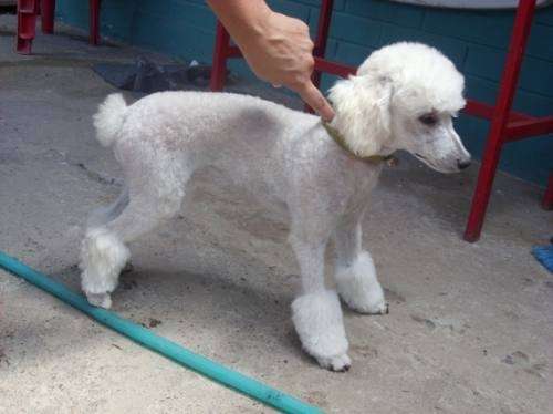 Fotos de Hermosa perrita poodle enana en Santiago, Chile