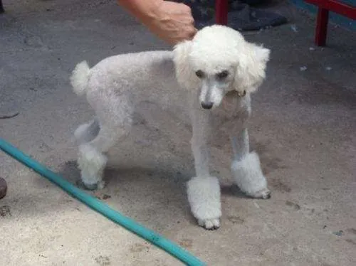 Fotos de Hermosa perrita poodle enana en Santiago, Chile