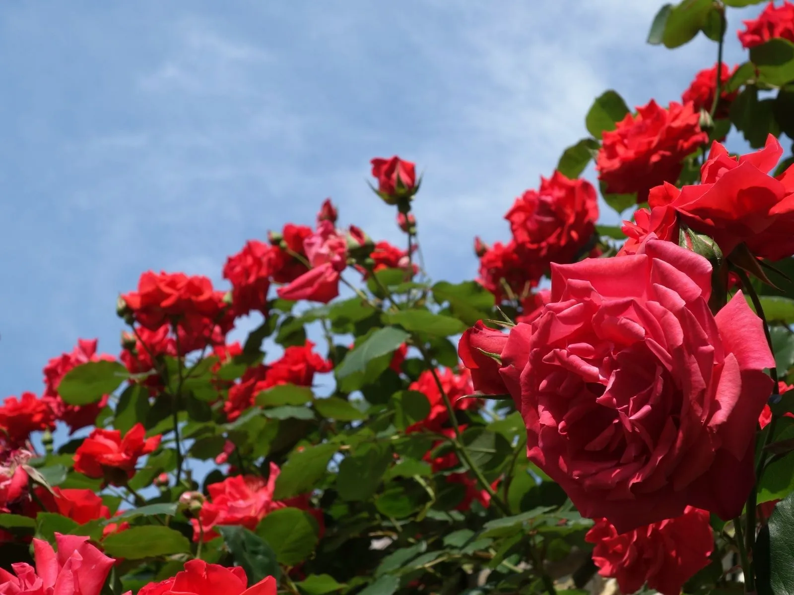 Fotos de hermosas rojas rojas ~ Mejores Fotos del Mundo ...