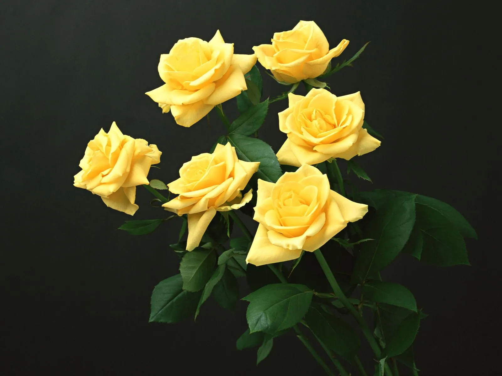 Fotos de hermosas rosas amarillas Mejores fotos del mundo para ... Fotos de hermosas rosas amarillas Mejores fotos del mundo para ...