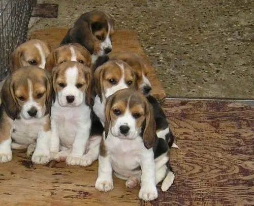 Fotos de hermosos cachorritos de beagle "RESERVA YA TU BEBE DE ... Fotos de hermosos cachorritos de beagle "RESERVA YA TU BEBE DE ...