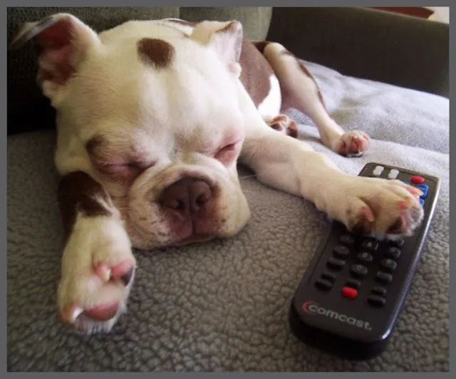 Fotos de Hermosos Cachorritos Durmiendo | Fotos e Imágenes en ...