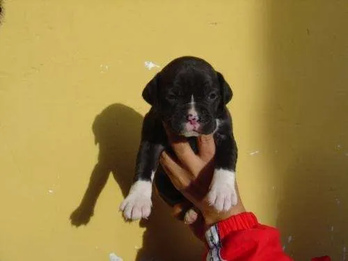 Fotos de HERMOSOS CACHORROS BOXER NEGROS - Puebla - Animales ... Fotos de HERMOSOS CACHORROS BOXER NEGROS - Puebla - Animales ...