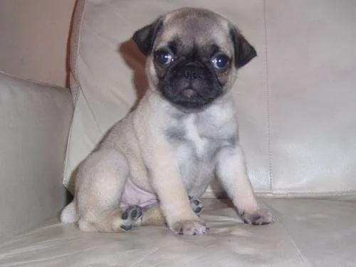 Imagenes pug cachorros - Imagui