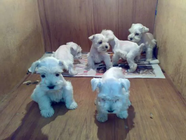 Fotos de hermosos schnauzer blancos miniatura - Distrito Federal ...