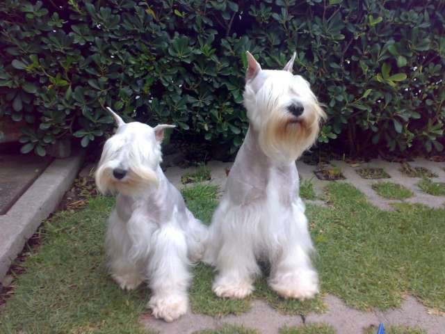 Fotos de Hermosos schnauzer blancos miniatura en Distrito Federal ...