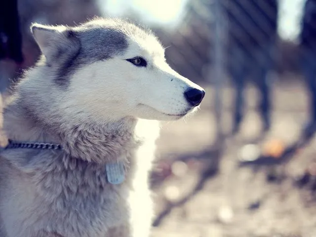 Fotos de husky esperando con una tristeza | Imágenes y Fotos de ... Fotos de husky esperando con una tristeza | Imágenes y Fotos de ...