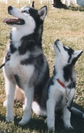 Perros Husky Siberiano