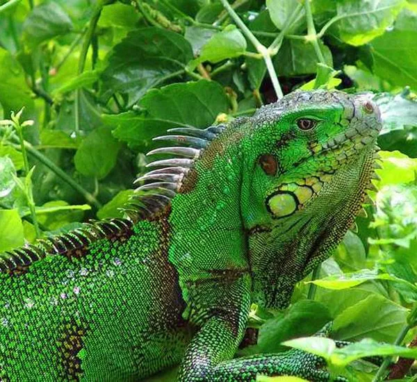 Fotos de iguanas. Imágenes de iguanas