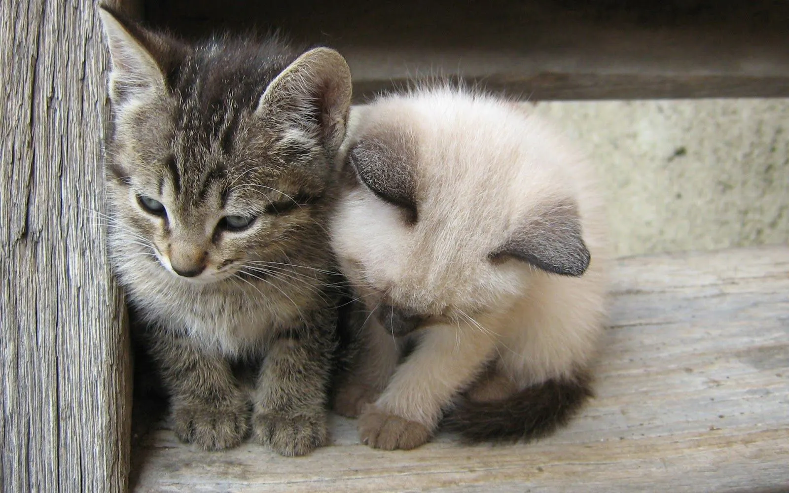 Fotos - Imagenes tiernas de Amistad en HD: Imagenes Tiernas ... Fotos - Imagenes tiernas de Amistad en HD: Imagenes Tiernas ...