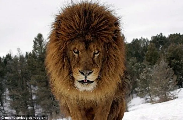 Fotos impresionantes, a pocos centímetros de los tigres,oso - Taringa! Fotos impresionantes, a pocos centímetros de los tigres,oso - Taringa!