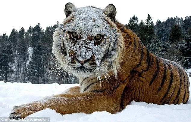 Fotos impresionantes, a pocos centímetros de los tigres,oso - Taringa!