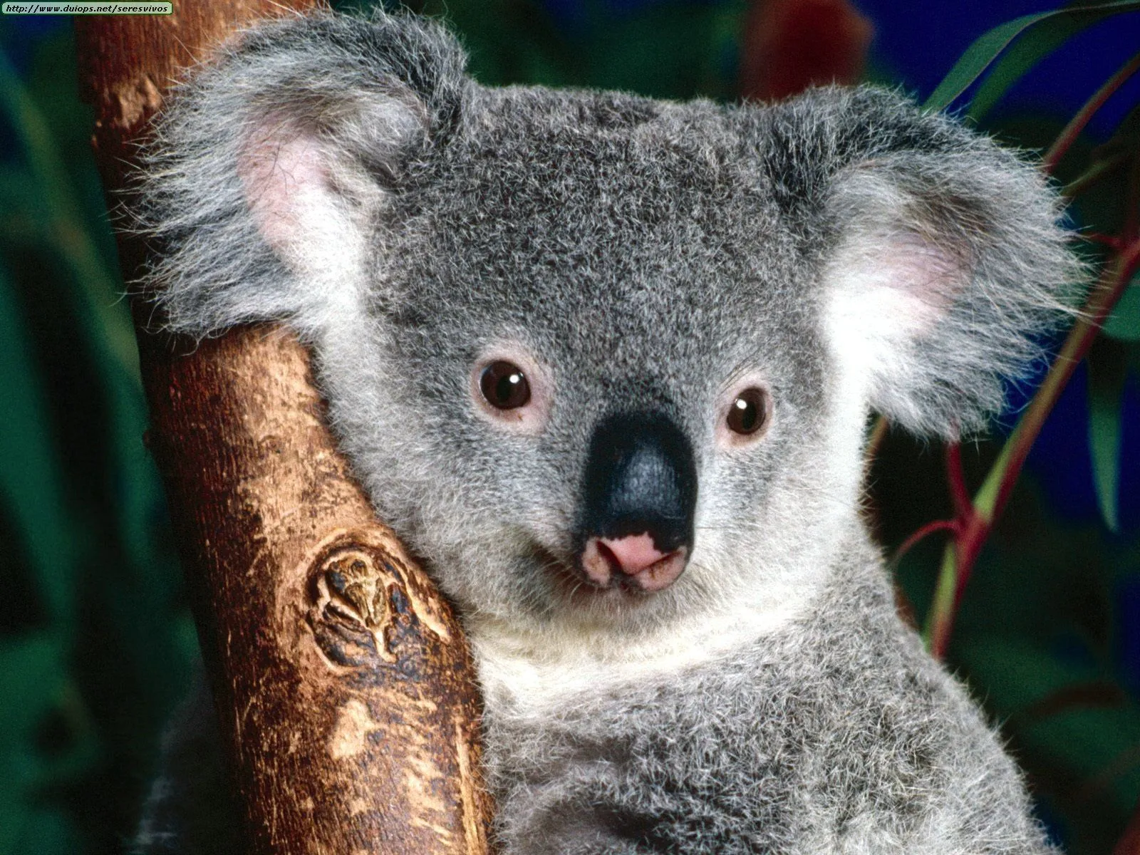 Fotos de koalas