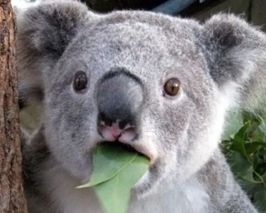 Fotos de koalas bebés - Imagui