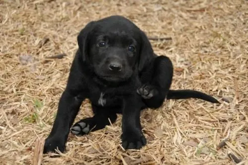 Labrador negro - San José, Costa Rica - Animales / Mascotas