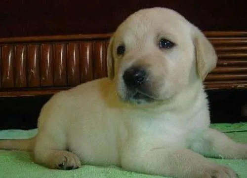 Labradores cachorros excelentes - Buenos Aires, Argentina ...