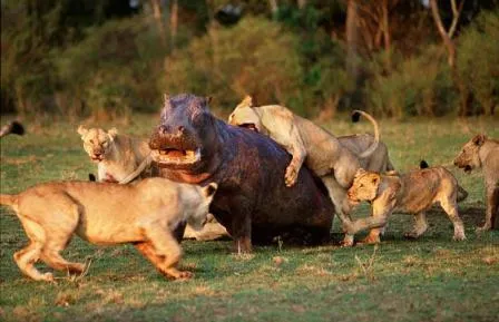 Fotos de leones cazando | LEONPEDIA