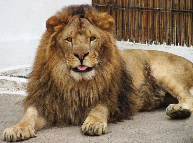 Fotos de leones chistosas ~ Fotos e imagenes graciosas, chistosas ...