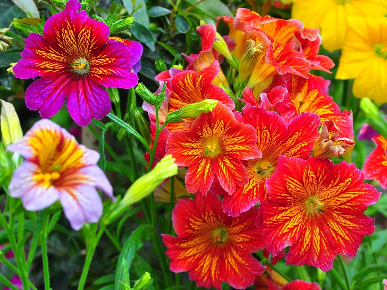 Fotos de lindas flores ~ Mejores Fotos del Mundo | Fotografías de ...