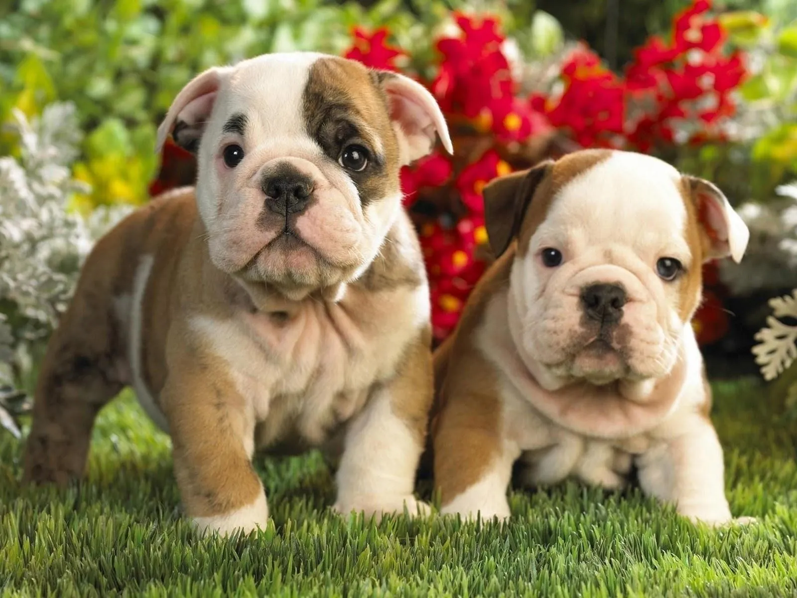 Fotos de lindo perrito para facebook | Imágenes y Fotos de Amor ... Fotos de lindo perrito para facebook | Imágenes y Fotos de Amor ...