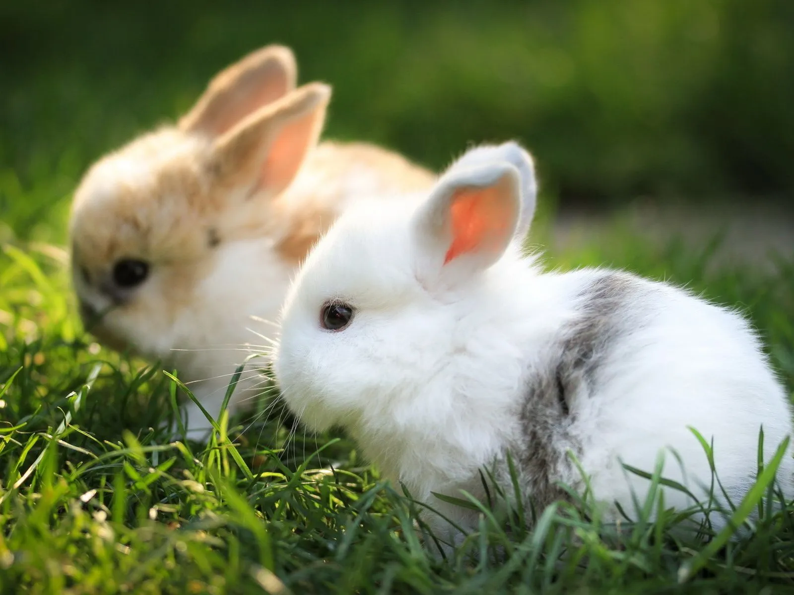 Fotos de lindos conejitos bebes ~ Mejores Fotos del Mundo ... Fotos de lindos conejitos bebes ~ Mejores Fotos del Mundo ...