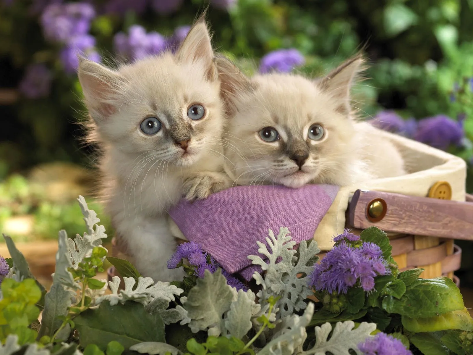 Gatitos lindos - Imagui