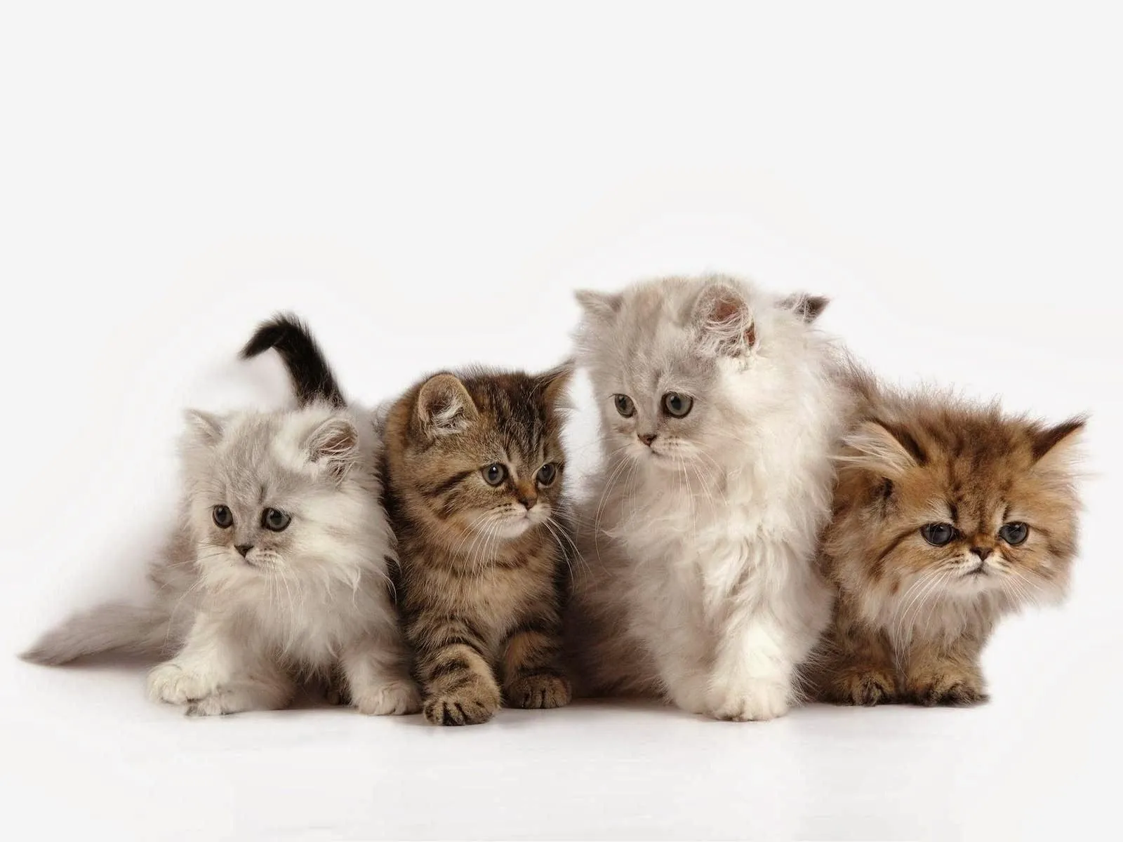 Fotos de lindos gatitos ~ Mejores Fotos del Mundo | Fotografías de ... Fotos de lindos gatitos ~ Mejores Fotos del Mundo | Fotografías de ...