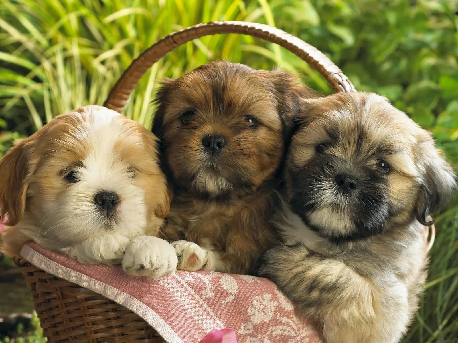 Fotos de lindos perritos en canasta ~ Mejores Fotos del Mundo ... Fotos de lindos perritos en canasta ~ Mejores Fotos del Mundo ...