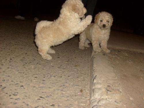 Fotos de lindos perritos poodle - Región Metropolitana - Animales ...