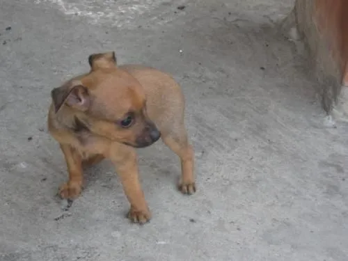 Fotos de LINDOS Y TIERNOS PINCHER PARA TU BEBE - Antioquia - Otros Fotos de LINDOS Y TIERNOS PINCHER PARA TU BEBE - Antioquia - Otros