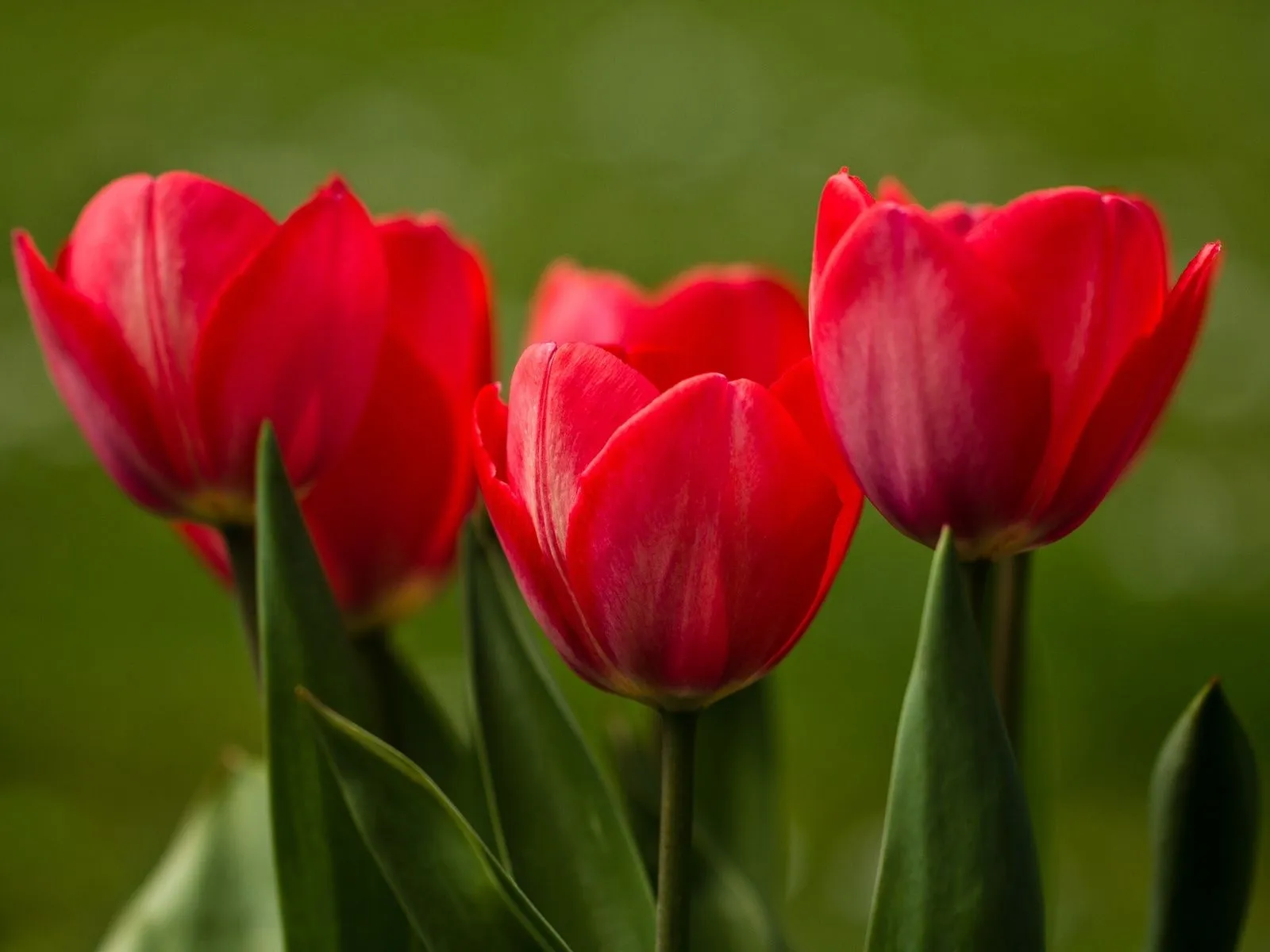 Fotos de lindos tulipanes rojos ~ Mejores Fotos del Mundo ...