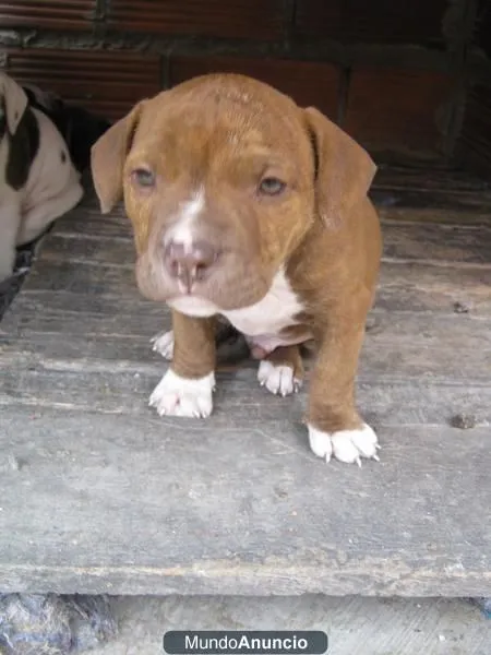 Cachorro pitbull stanford - Imagui