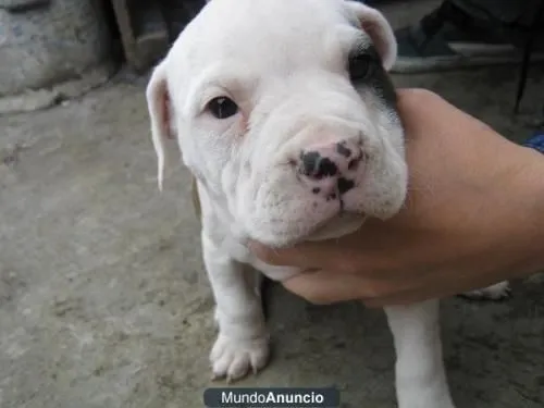 Cachorro pitbull stanford - Imagui