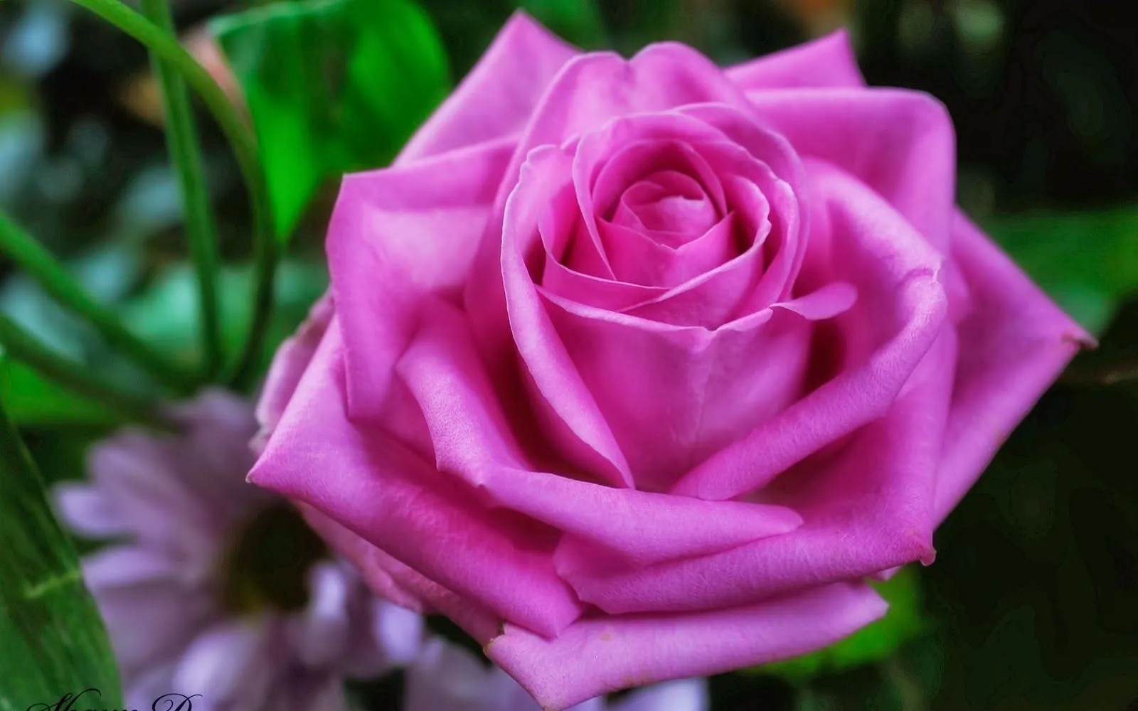 Fotos de lirios, margaritas y rosas « Fotos Bonitas de Amor Fotos de lirios, margaritas y rosas « Fotos Bonitas de Amor