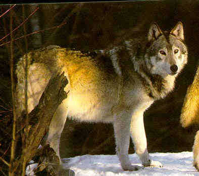 Fotos de Lobos (Canis lupus) - Mamífero del orden de los carnívoros Fotos de Lobos (Canis lupus) - Mamífero del orden de los carnívoros
