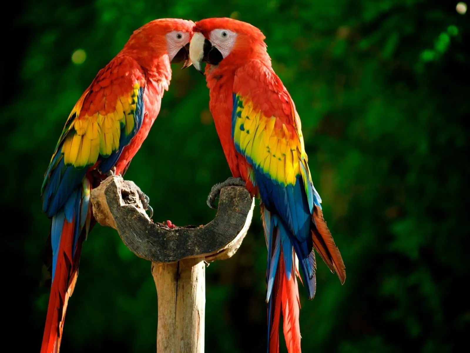 Fotos de loros coloridos para facebook Mejores Fotos del Mundo ... Fotos de loros coloridos para facebook Mejores Fotos del Mundo ...