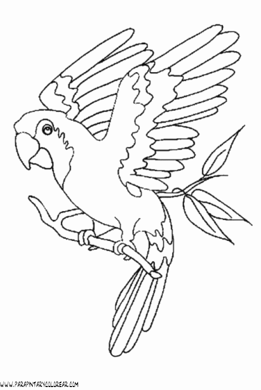 Dibujo de guacamayas para colorear - Imagui Dibujo de guacamayas para colorear - Imagui