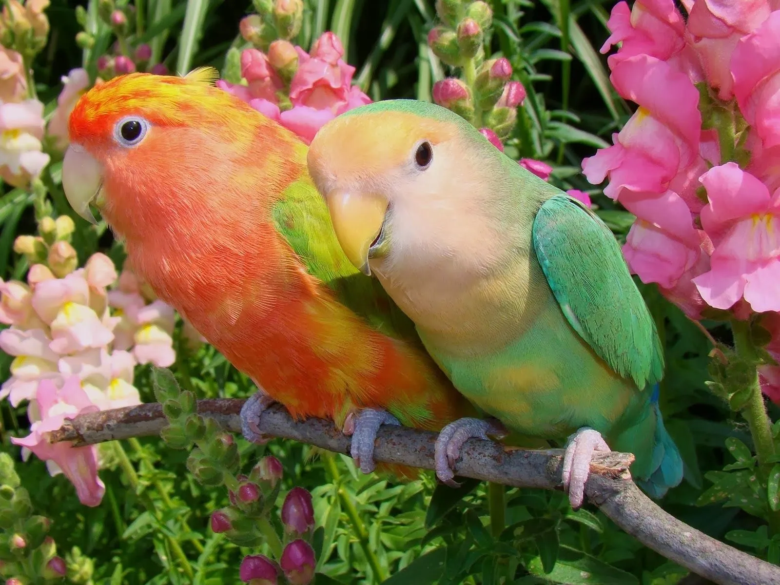 Fotos de loros en flores Mejores Fotos del Mundo | Fotografías de ... Fotos de loros en flores Mejores Fotos del Mundo | Fotografías de ...