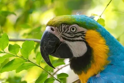 Fotos de loros, imagenes en colores | SobreFotos Fotos de loros, imagenes en colores | SobreFotos