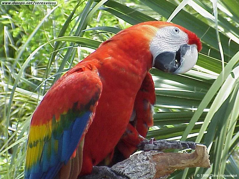 Fotos de loros y pericos