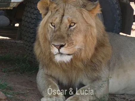 De caras de leones - Imagui