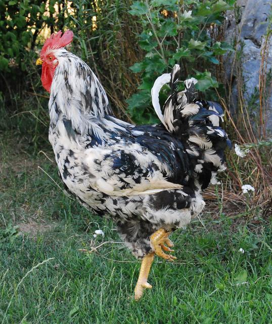 Fotos de maribel39 - Gallos y Gallinas