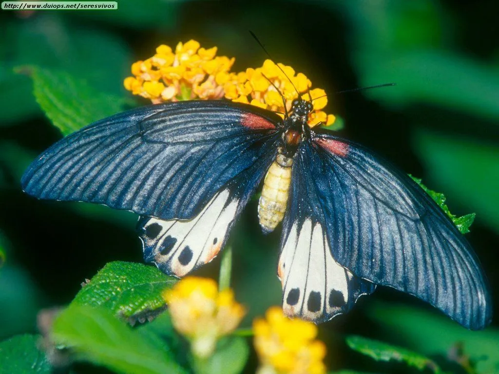 Fotos de mariposas (