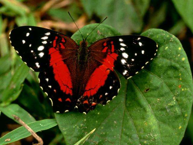 Imagenes mariposas reales - Imagui