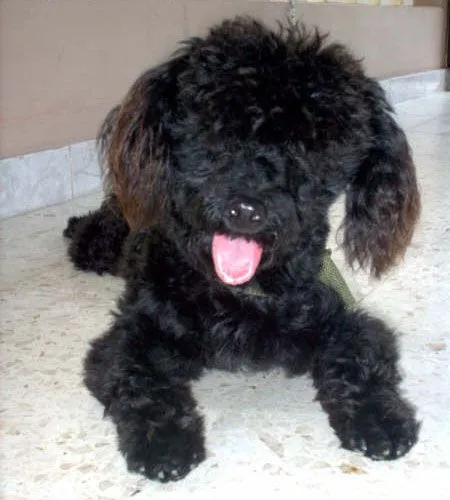 Fotos de mascotas, mi mascota fotogénica página 23 Fotos de mascotas, mi mascota fotogénica página 23