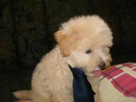 Fotos de max | Fotos de perros