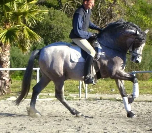 Fotos de Los mejores caballos españoles, pura raza española ... Fotos de Los mejores caballos españoles, pura raza española ...