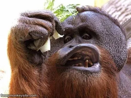 Fotos de monos graciosos » MONOSPEDIA